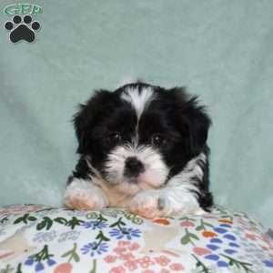 Betty, Teddy Bear Puppy