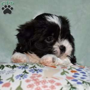 Betty, Teddy Bear Puppy