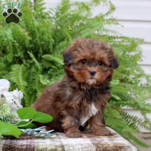 Bianca, Shih-Poo Puppy