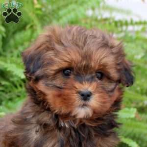 Bianca, Shih-Poo Puppy