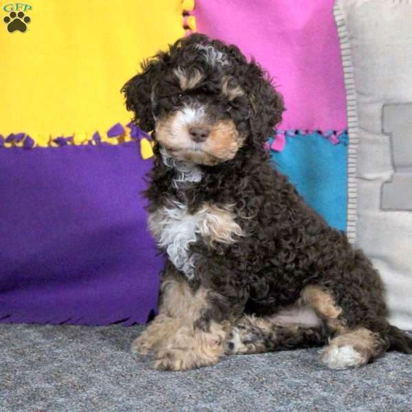 Billy, Cockapoo Puppy