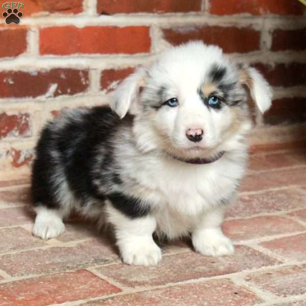 Bingo, Pembroke Welsh Corgi Puppy