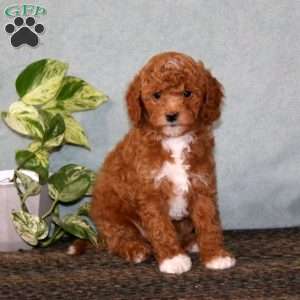 Bitsy, Cavapoo Puppy