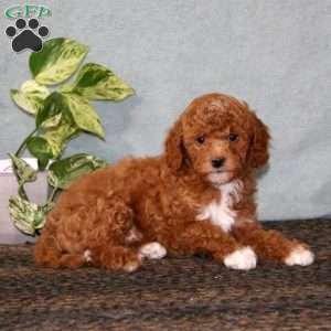 Bitsy, Cavapoo Puppy