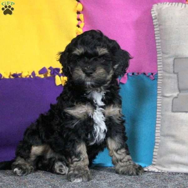 Blair, Cockapoo Puppy