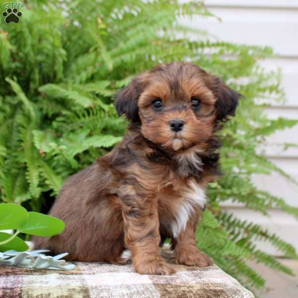 Blair, Shih-Poo Puppy