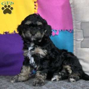 Blair, Cockapoo Puppy