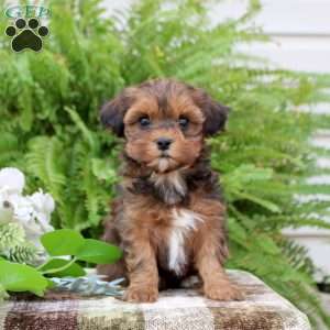Blair, Shih-Poo Puppy