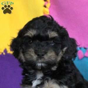 Blair, Cockapoo Puppy