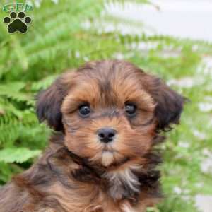 Blair, Shih-Poo Puppy