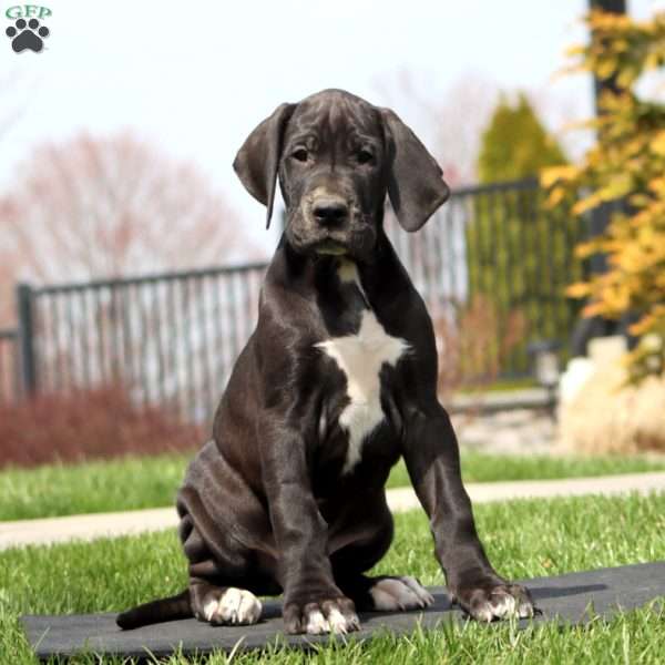 Blake, Great Dane Puppy