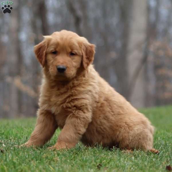 Blake, Golden Retriever Puppy