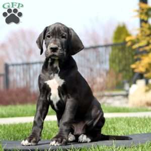 Blake, Great Dane Puppy