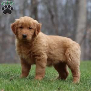 Blake, Golden Retriever Puppy