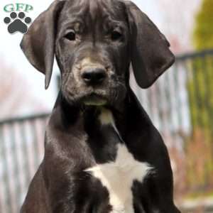 Blake, Great Dane Puppy
