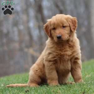 Blake, Golden Retriever Puppy