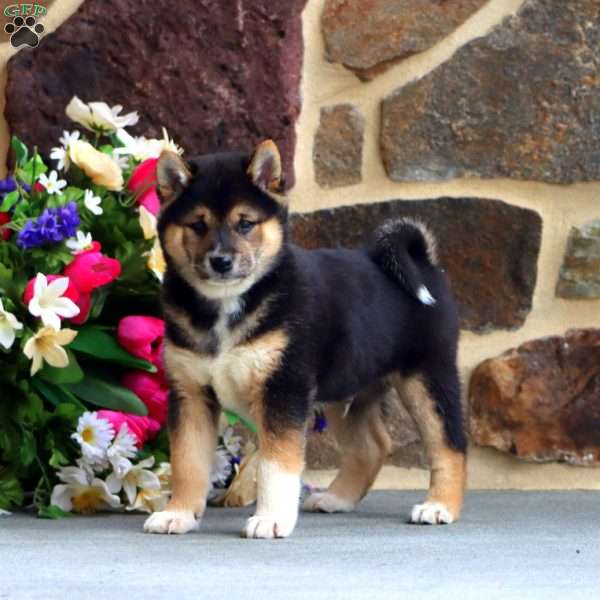 Blaster, Shiba Inu Puppy