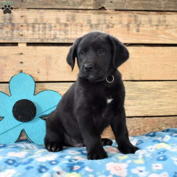 Blaze, Golden Labrador Puppy