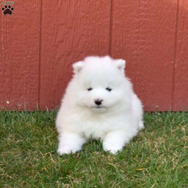 Blaze, Samoyed Puppy