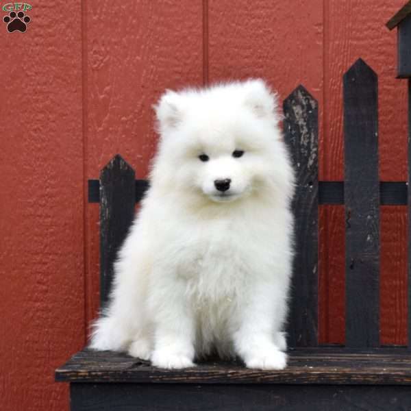 Blaze, Samoyed Puppy