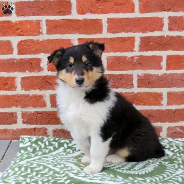 Blaze, Collie Puppy