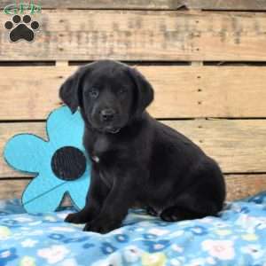 Blaze, Golden Labrador Puppy