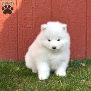 Blaze, Samoyed Puppy