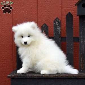 Blaze, Samoyed Puppy