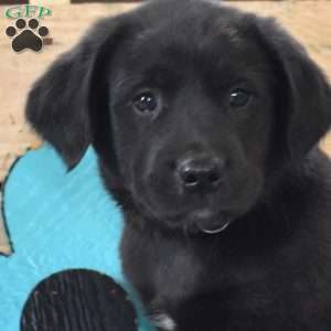 Blaze, Golden Labrador Puppy
