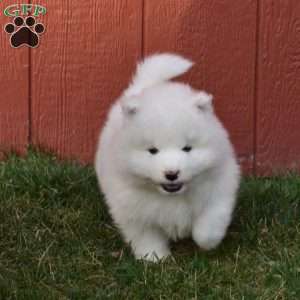 Blaze, Samoyed Puppy
