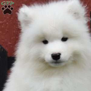 Blaze, Samoyed Puppy