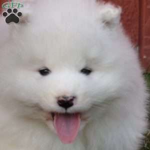 Blaze, Samoyed Puppy