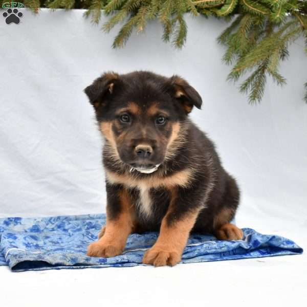 Blazer, German Shepherd Mix Puppy