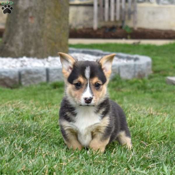 Blossom, Pembroke Welsh Corgi Puppy