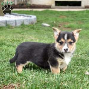 Blossom, Pembroke Welsh Corgi Puppy