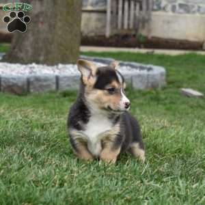 Blossom, Pembroke Welsh Corgi Puppy