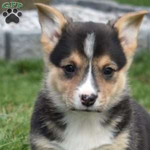 Blossom, Pembroke Welsh Corgi Puppy