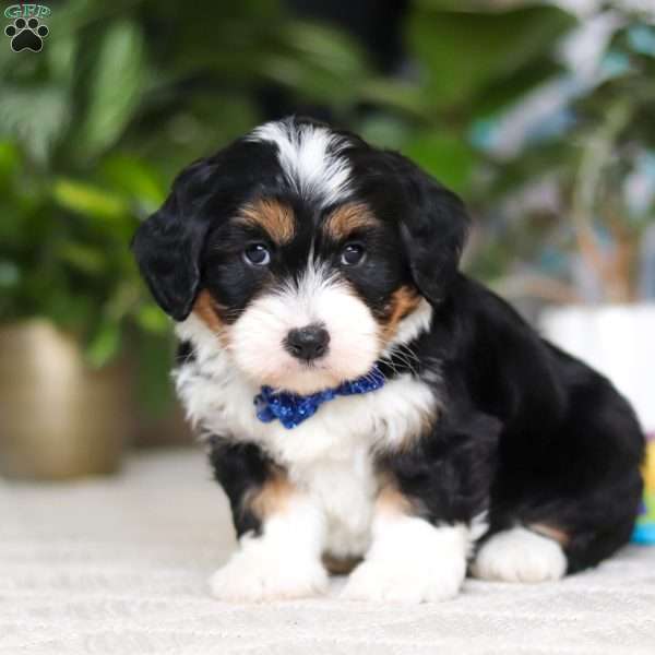 Bluey, Mini Bernedoodle Puppy