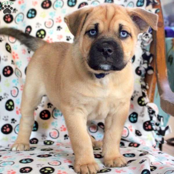 Bluey, Siberian Husky Mix Puppy