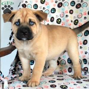 Bluey, Siberian Husky Mix Puppy
