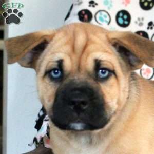 Bluey, Siberian Husky Mix Puppy