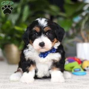 Bluey, Mini Bernedoodle Puppy