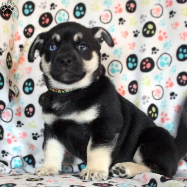 Bob, Siberian Husky Mix Puppy