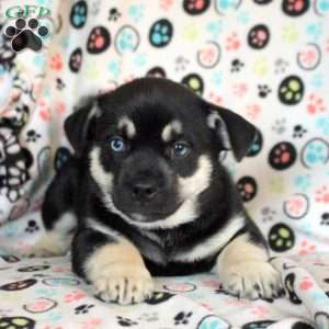 Bob, Siberian Husky Mix Puppy