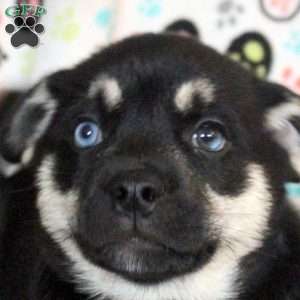 Bob, Siberian Husky Mix Puppy