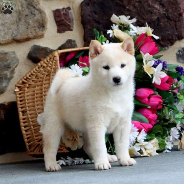 Bolt, Shiba Inu Puppy
