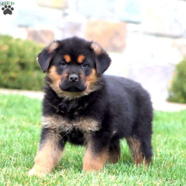 Boomer, Rottweiler Mix Puppy