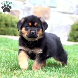 Boomer, Rottweiler Mix Puppy
