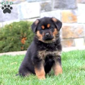 Boomer, Rottweiler Mix Puppy