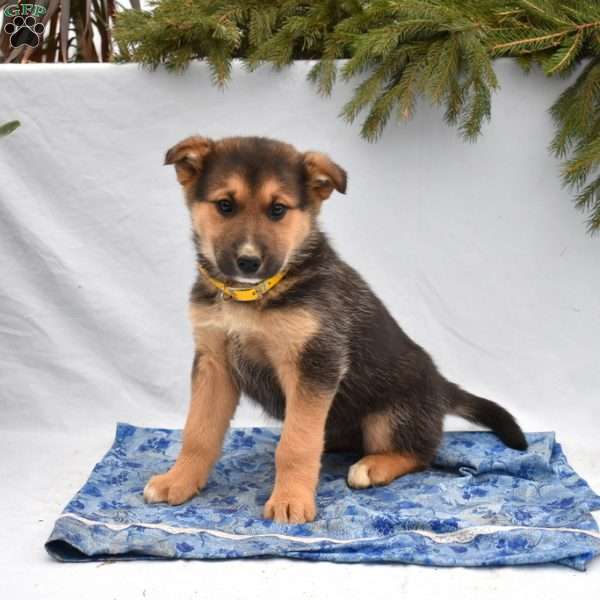 Boots, German Shepherd Mix Puppy